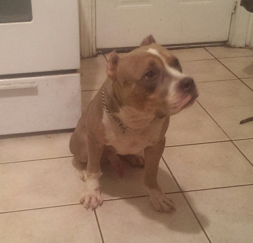 Dog Featured Image