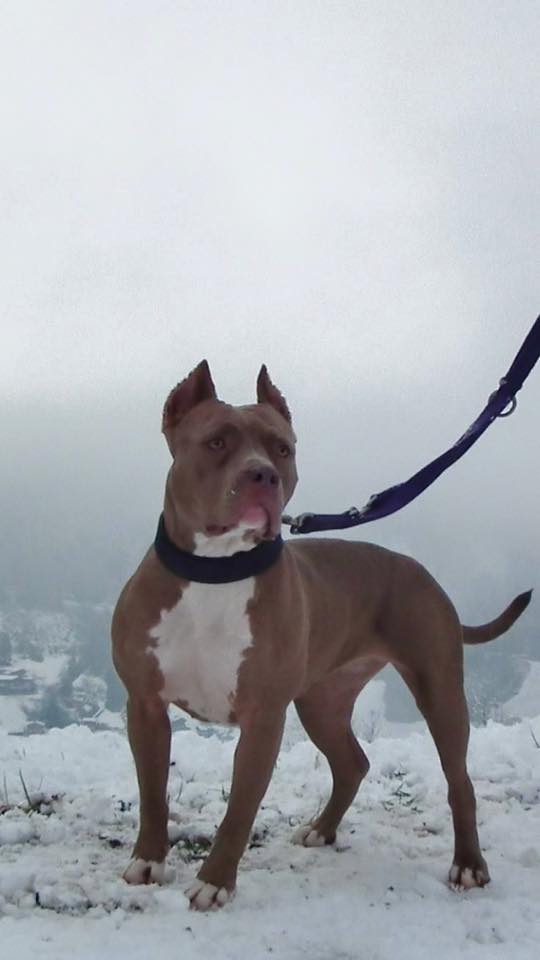 Dog Featured Image