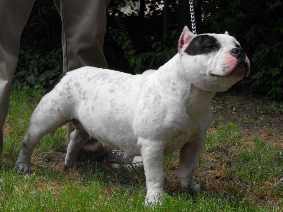 Dog Featured Image