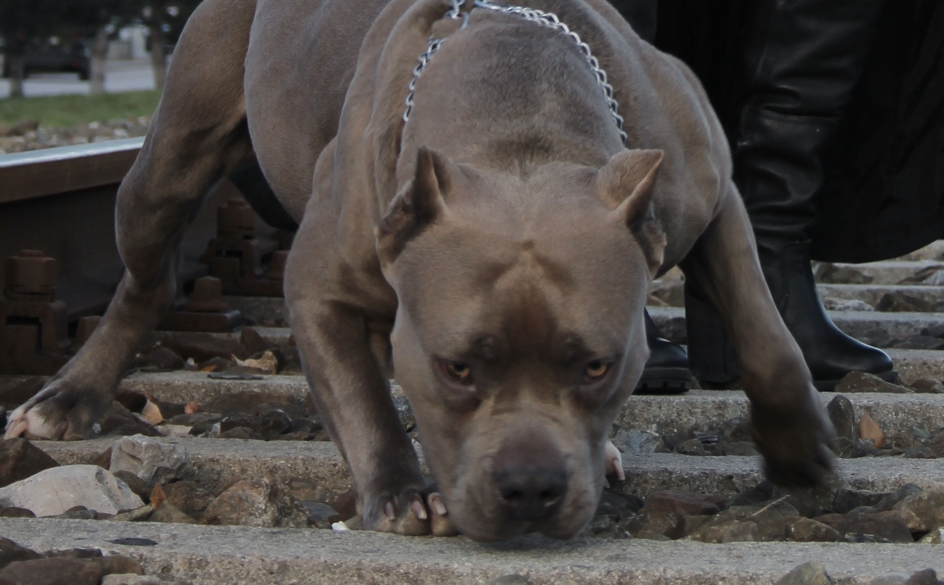 Dog Featured Image
