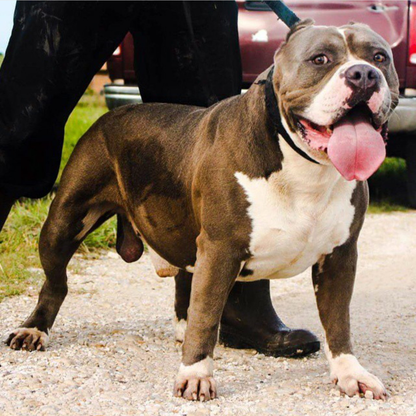 Dog Featured Image