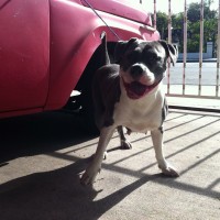 Dog Featured Image