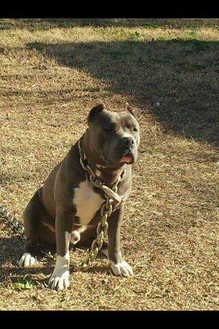 Dog Featured Image