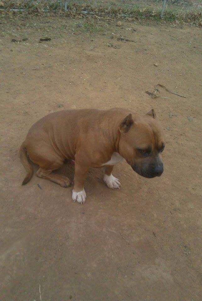 Dog Featured Image