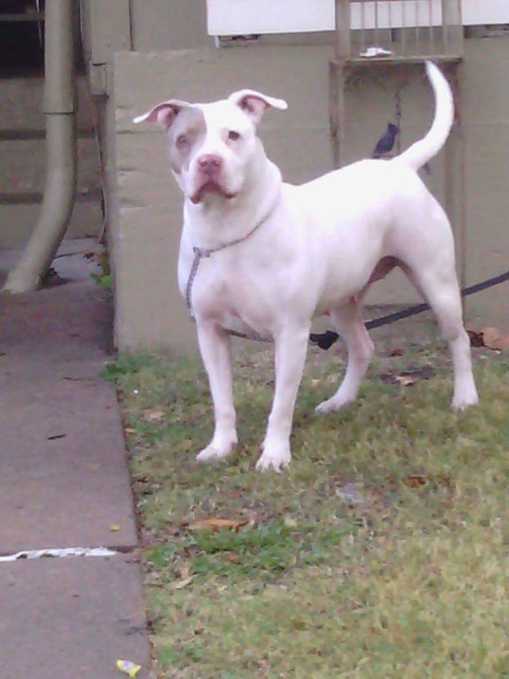 Dog Featured Image