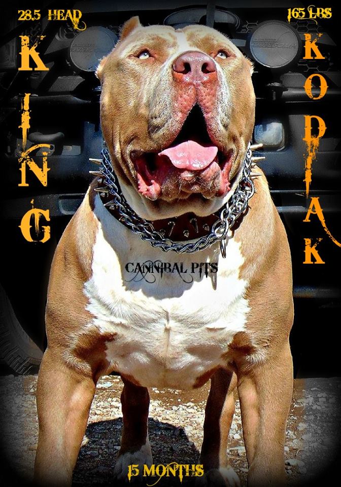 Dog Featured Image