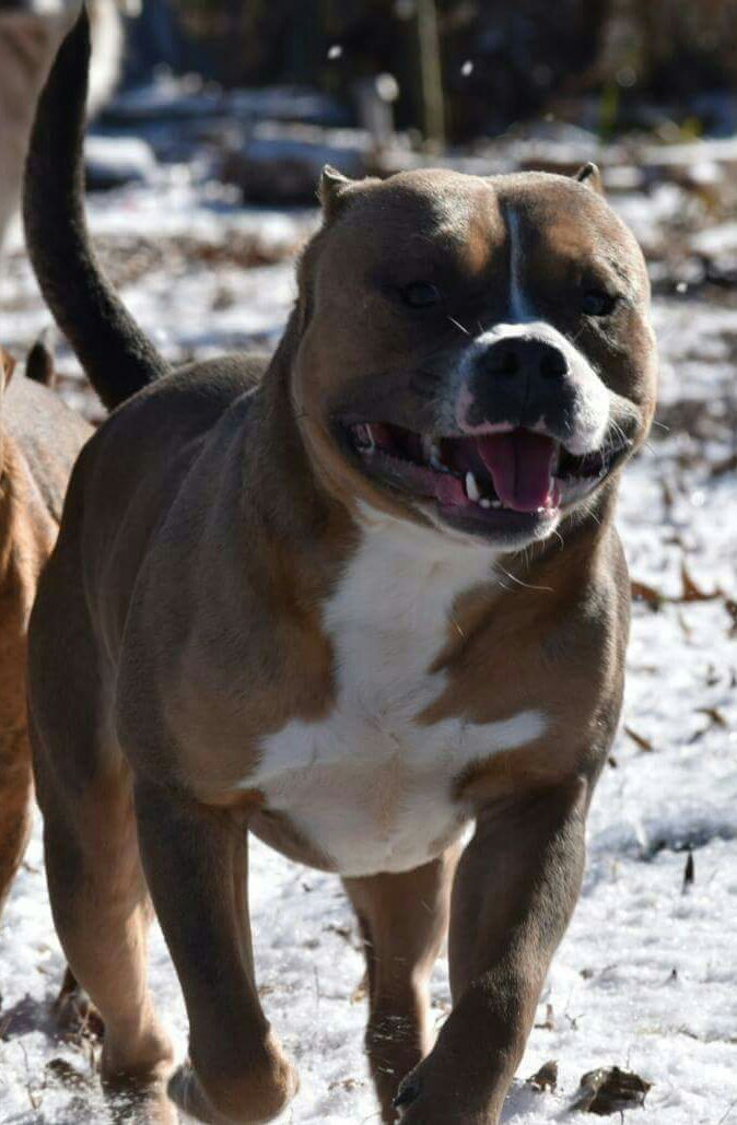 Dog Featured Image