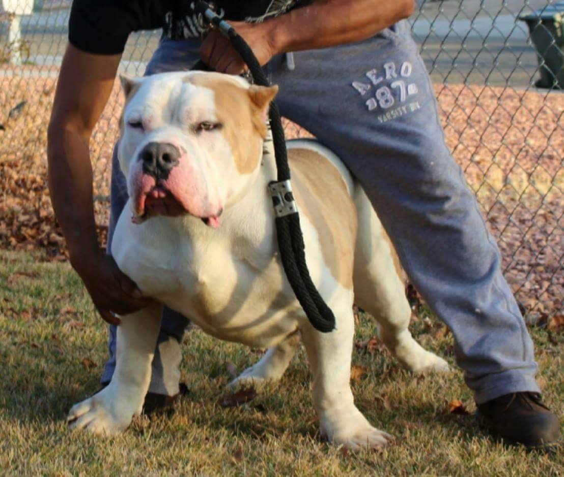 Dog Featured Image