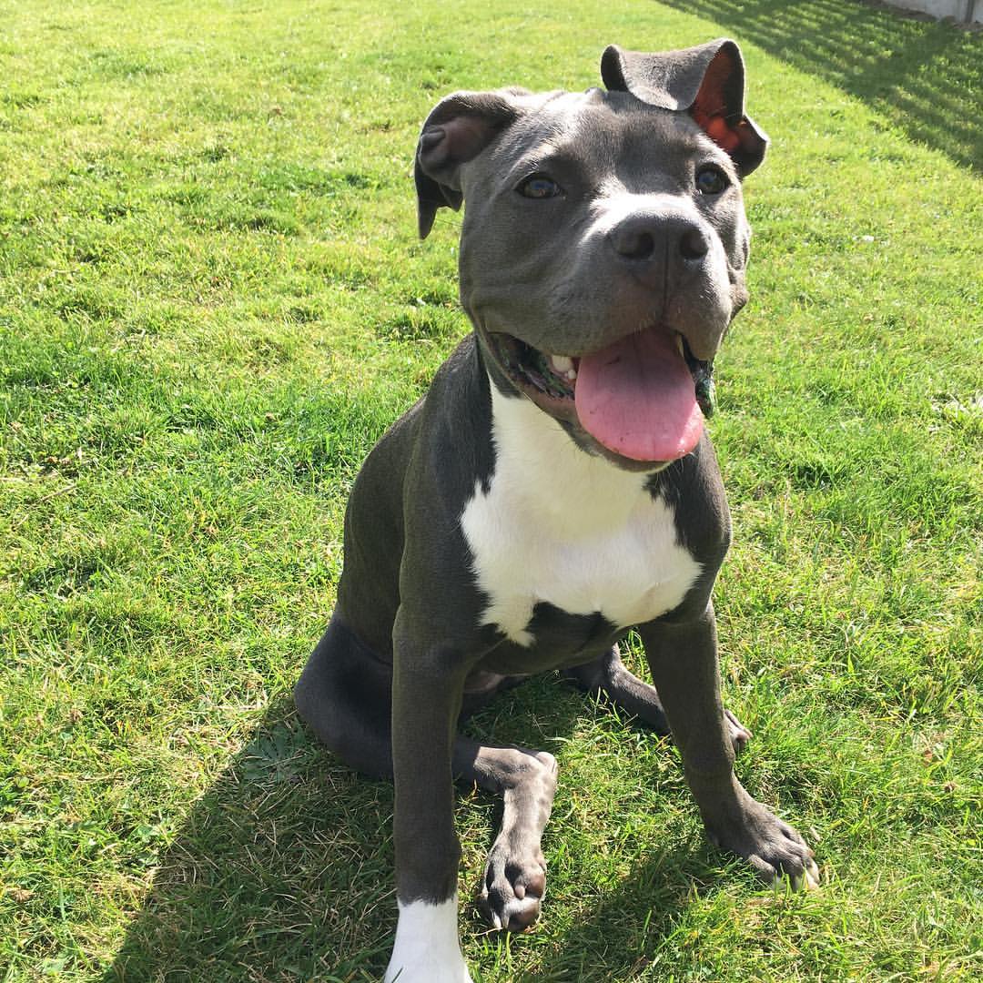 Dog Featured Image
