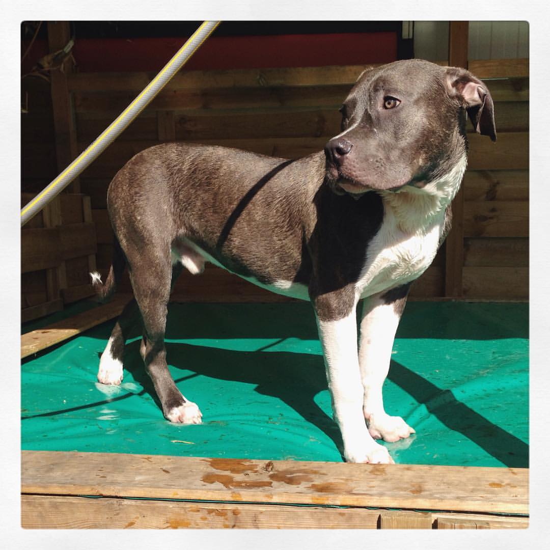 Dog Featured Image