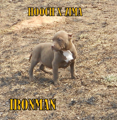 Dog Featured Image