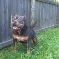 Dog Featured Image