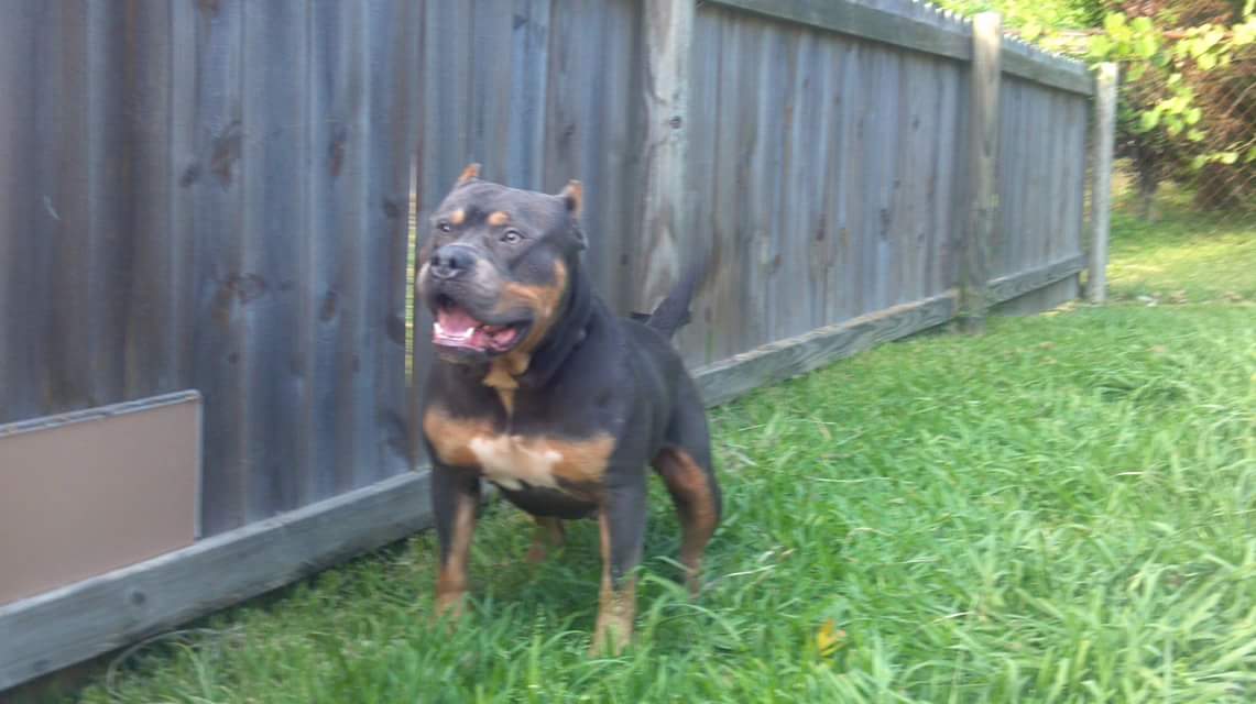 Dog Featured Image