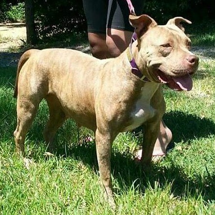 Dog Featured Image