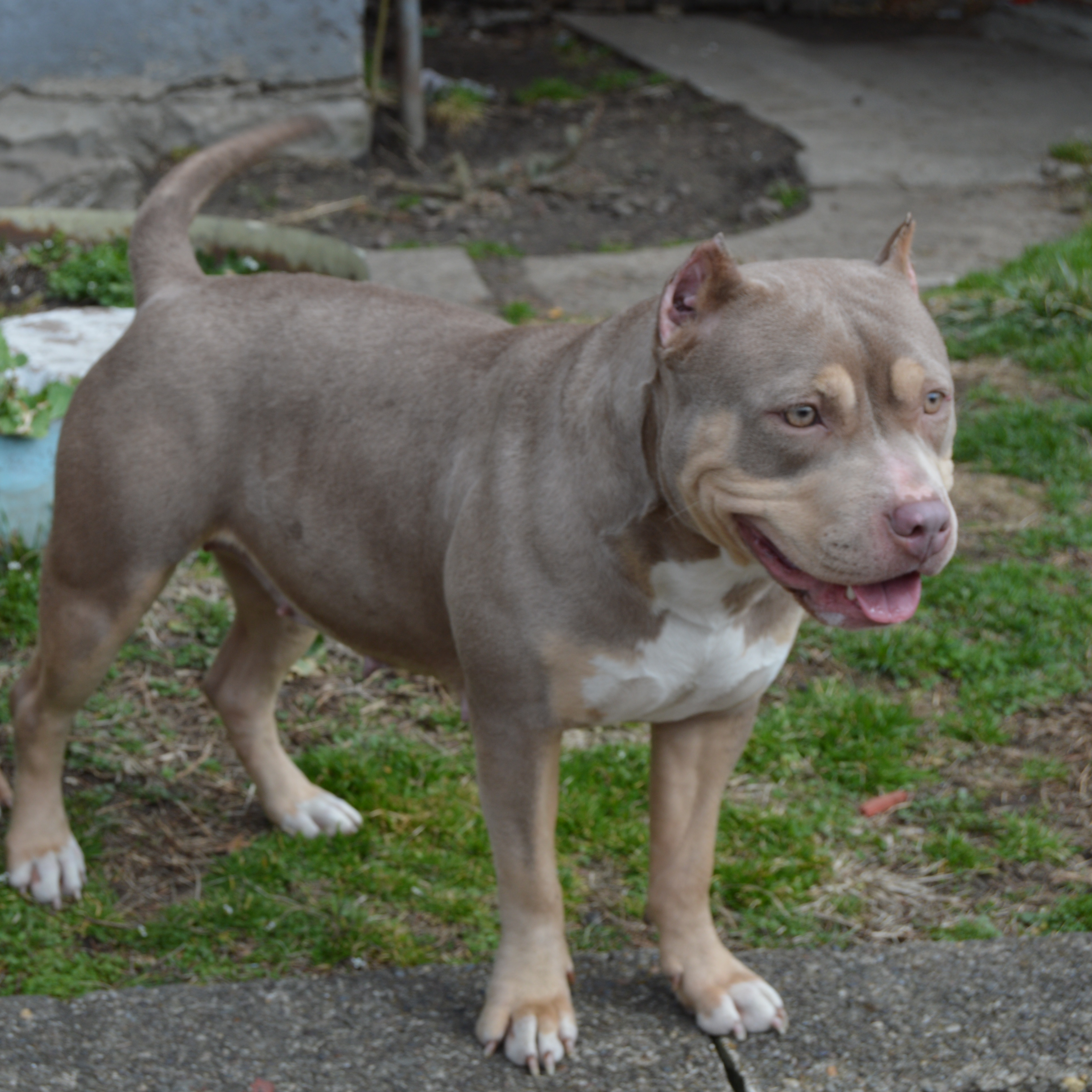 Dog Featured Image