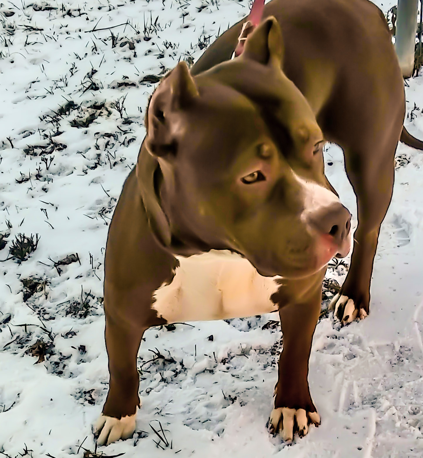 Dog Featured Image