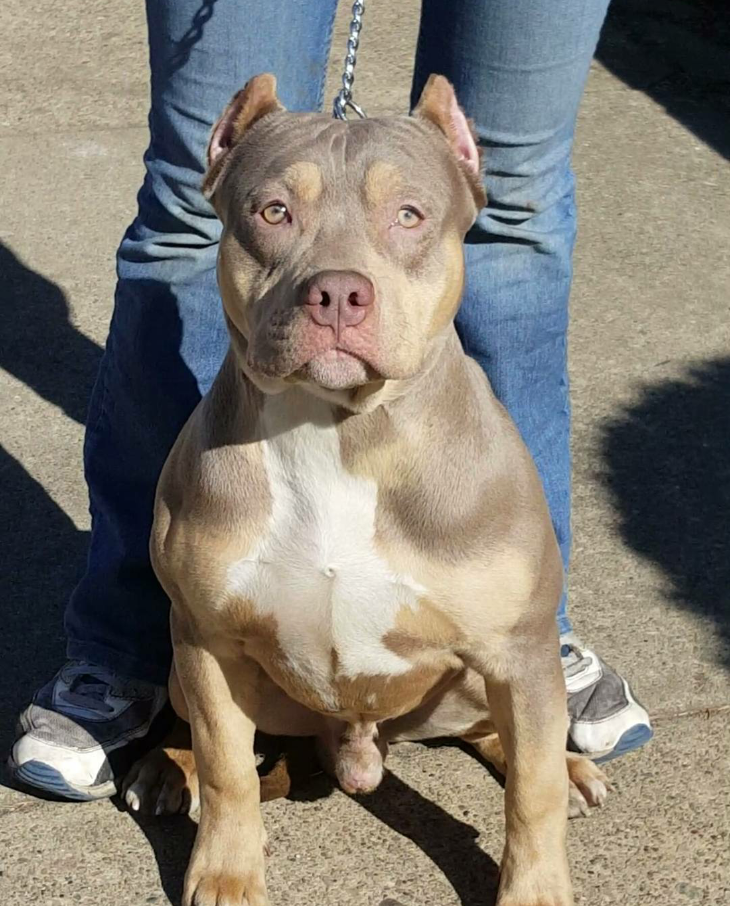 Dog Featured Image