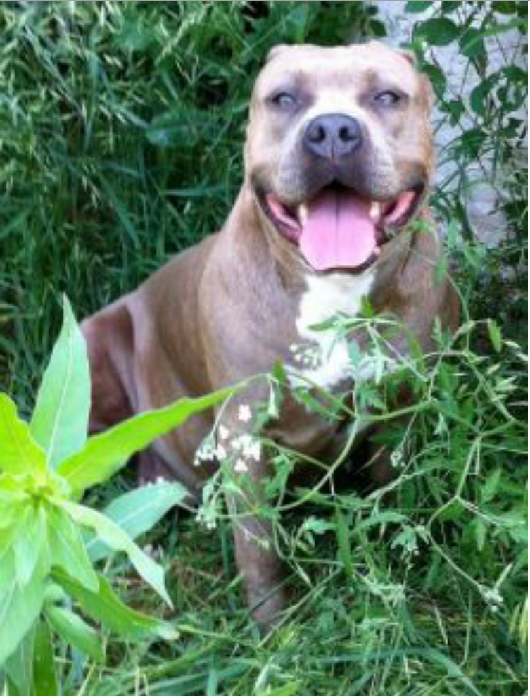 Dog Featured Image