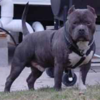 Dog Featured Image