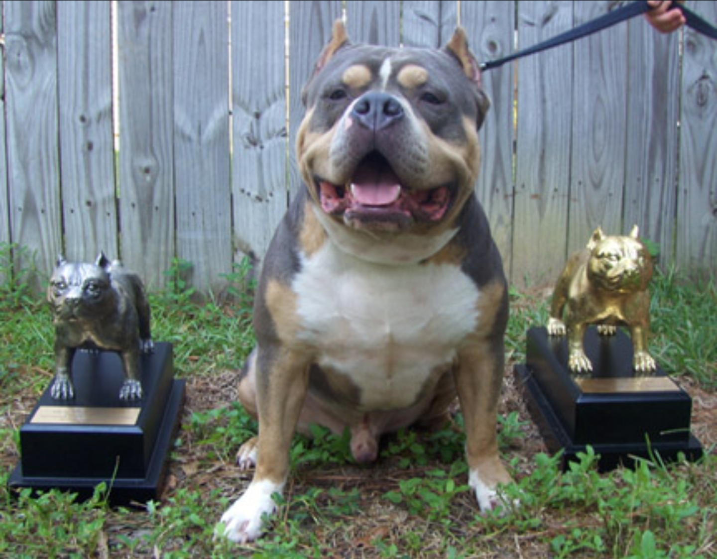 Dog Featured Image