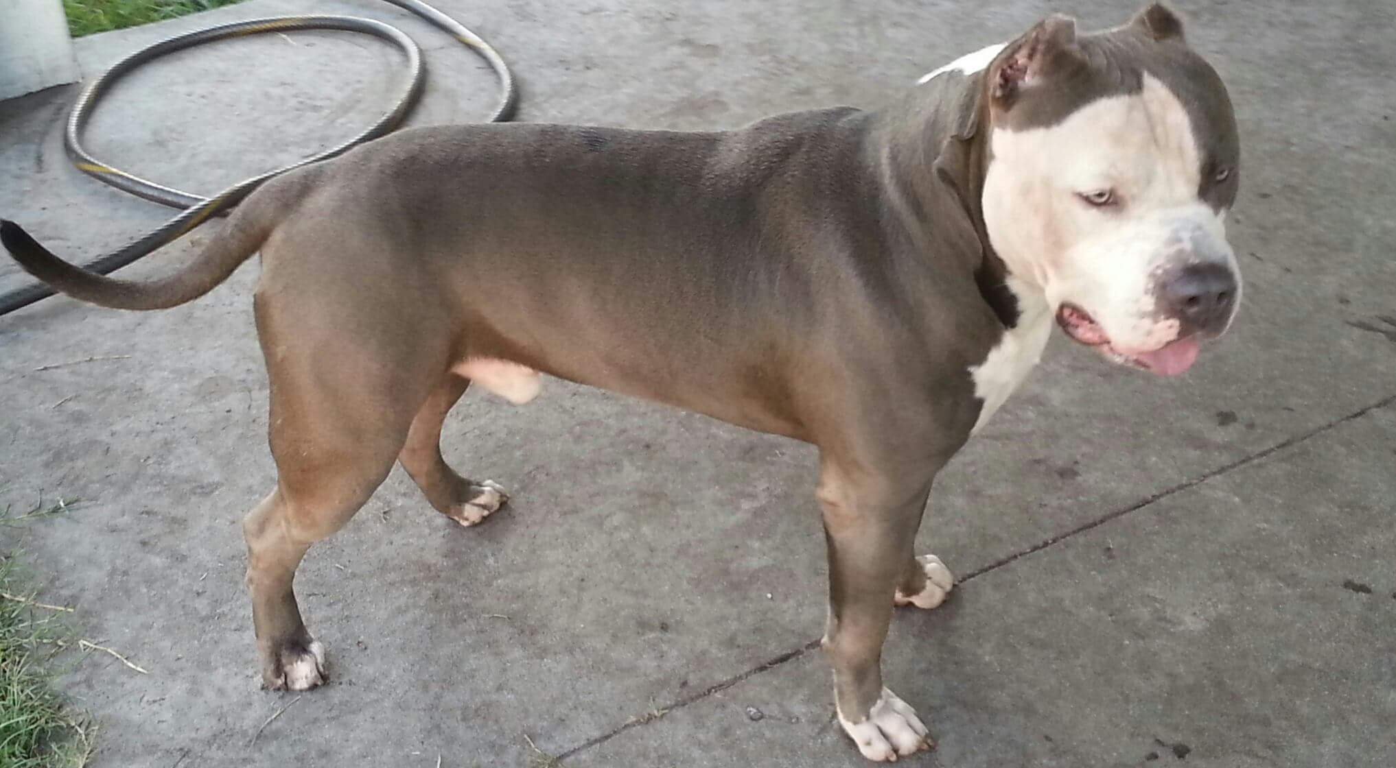 Dog Featured Image