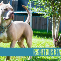 Dog Featured Image