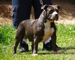 Dog Featured Image