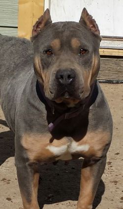 Dog Featured Image