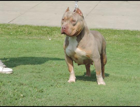 Dog Featured Image