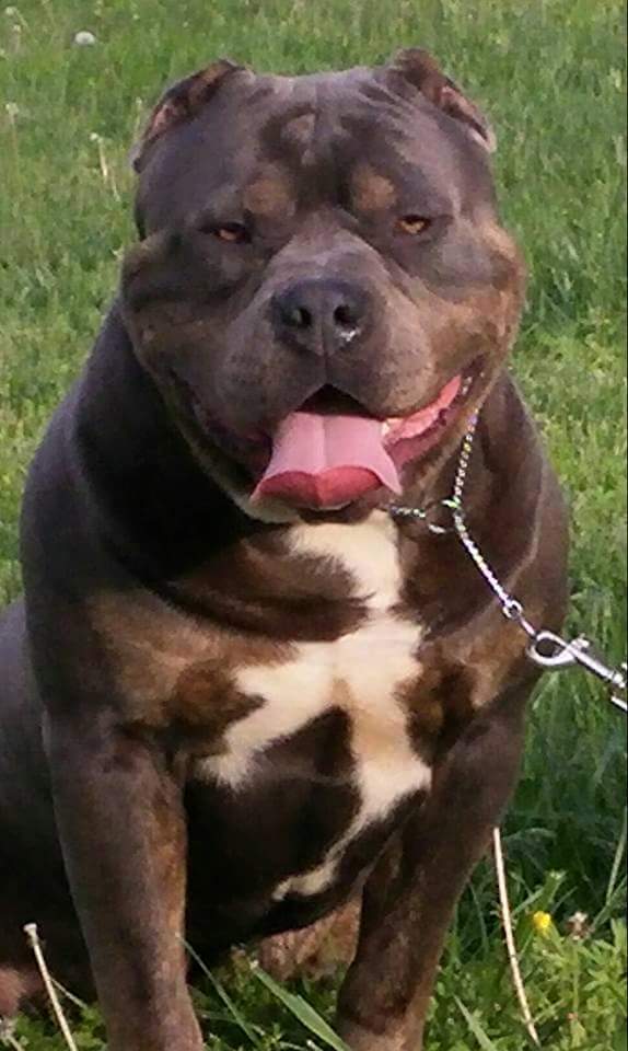 Dog Featured Image