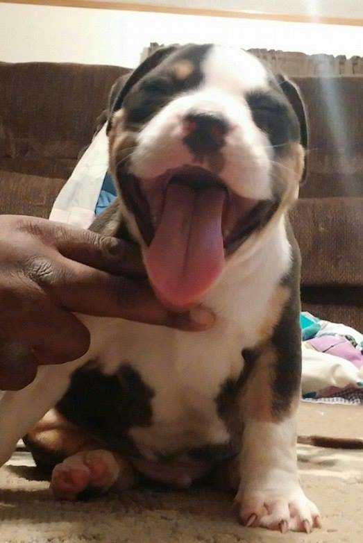 Dog Featured Image