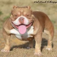 Dog Featured Image