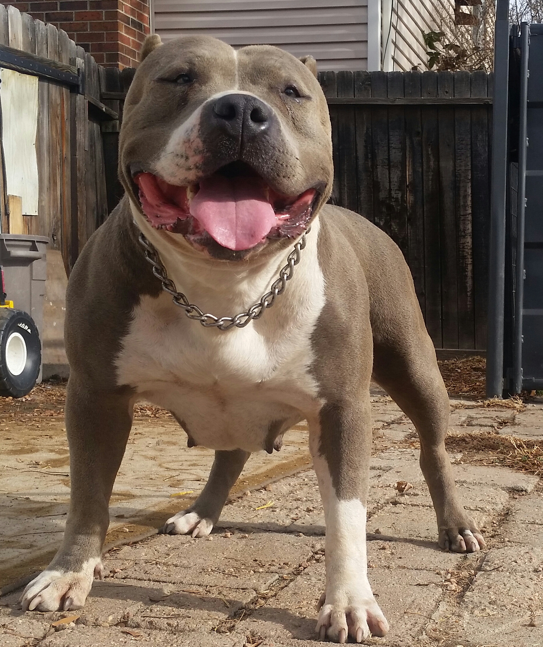 Dog Featured Image