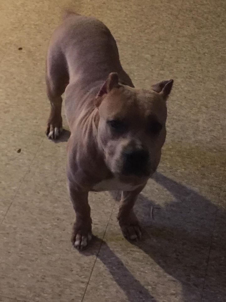 Dog Featured Image