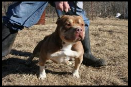 Dog Featured Image