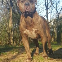 Dog Featured Image