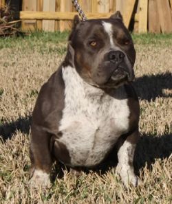 Dog Featured Image