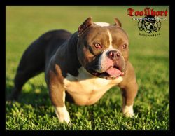Dog Featured Image