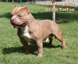 Dog Featured Image
