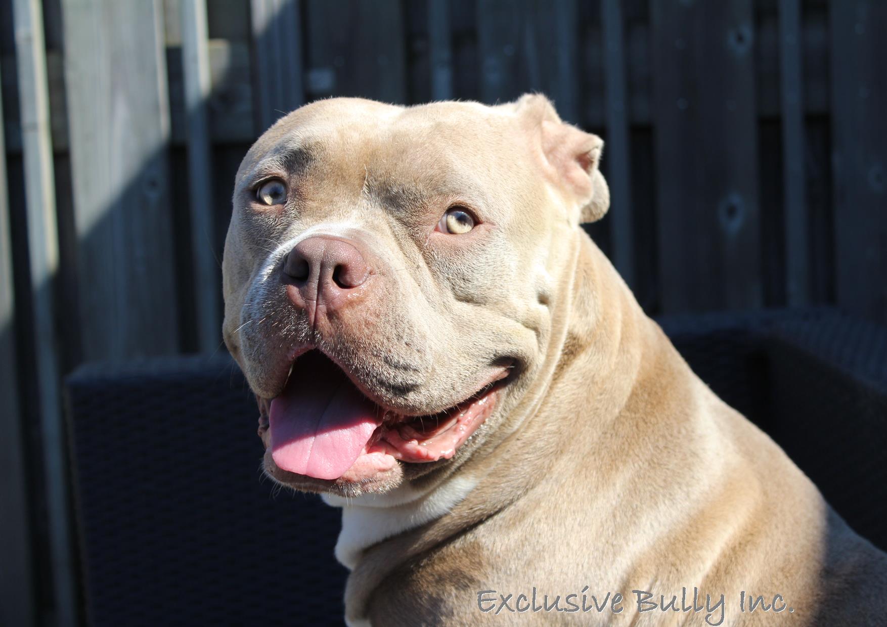 Dog Featured Image