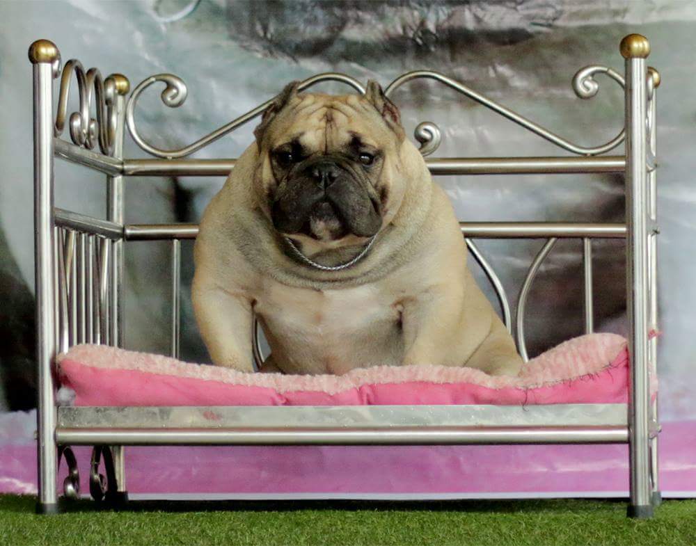 Dog Featured Image