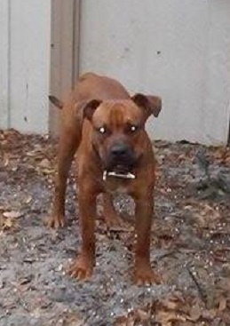 Dog Featured Image