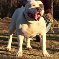 Dog Featured Image