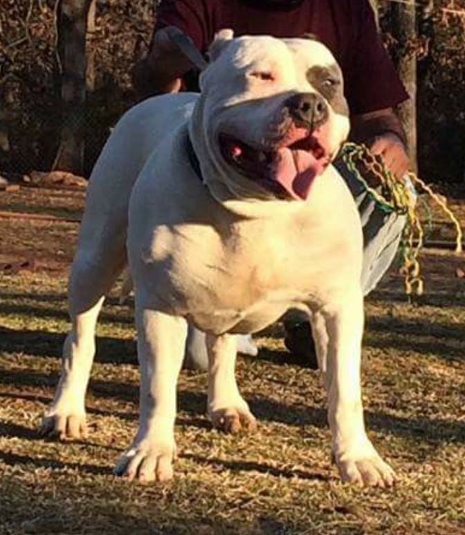 Dog Featured Image