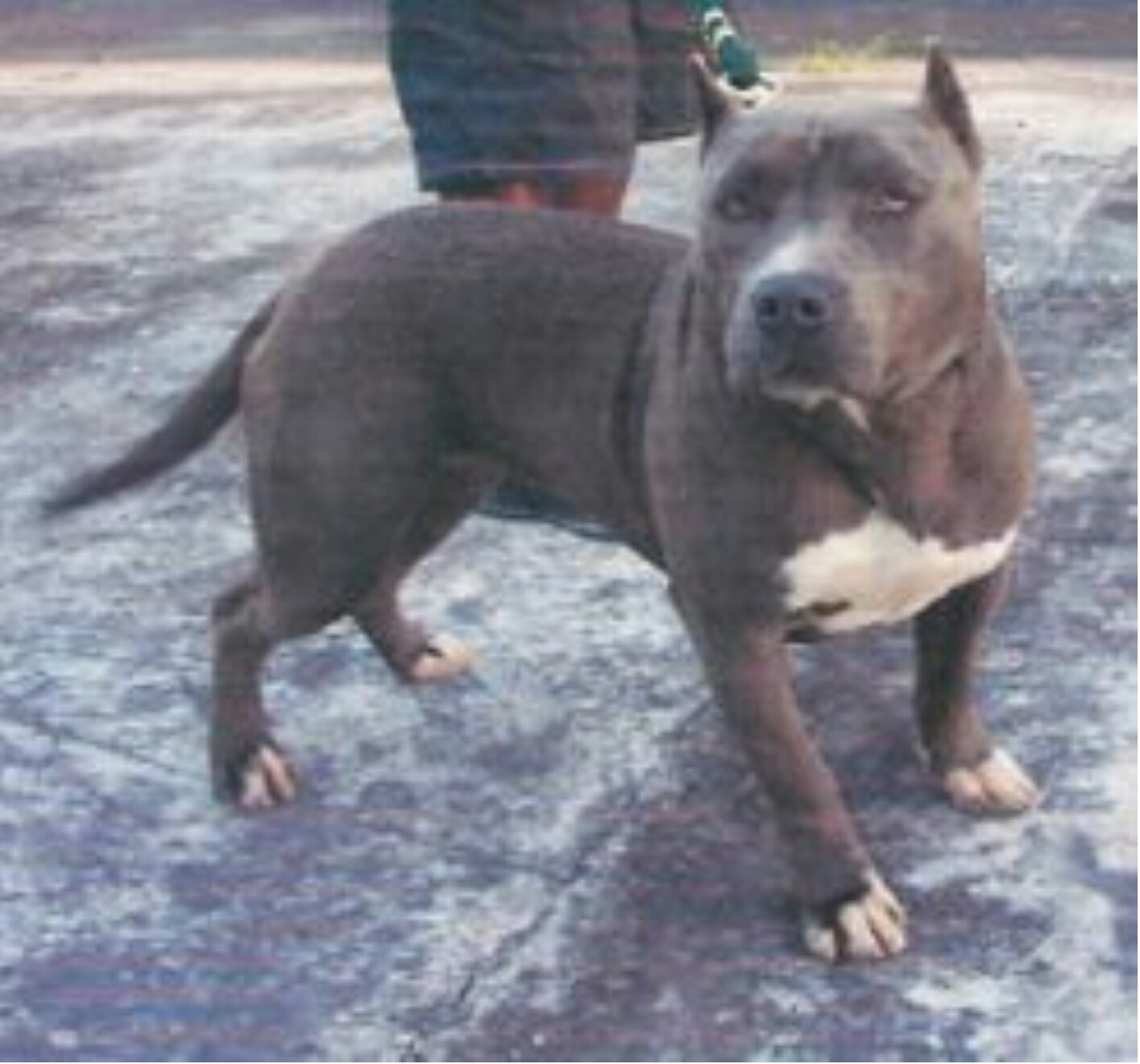 Dog Featured Image