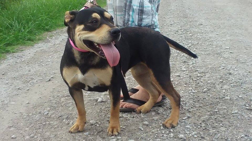 Dog Featured Image