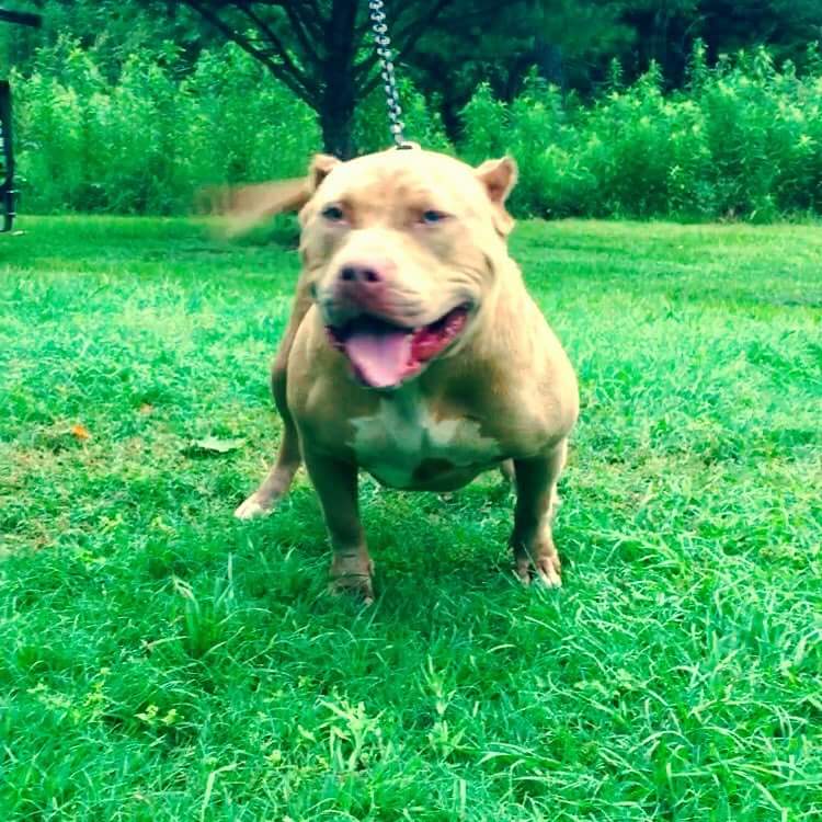 Dog Featured Image