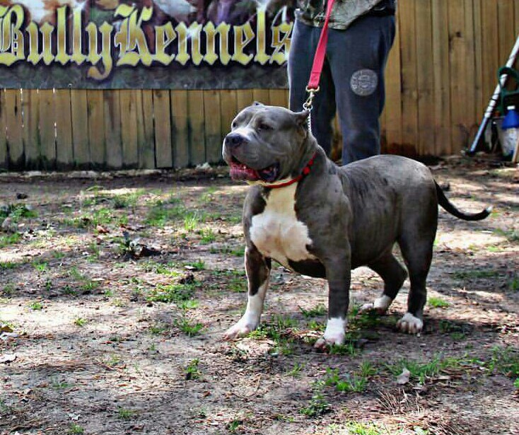 Dog Featured Image