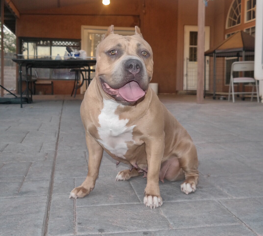 Dog Featured Image