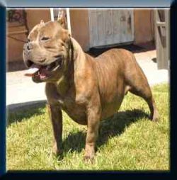 Dog Featured Image